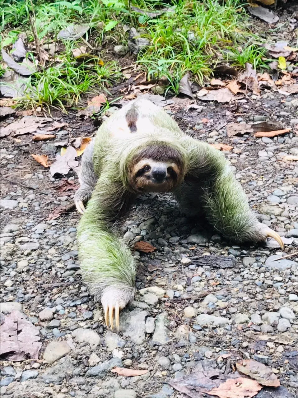 Rare ground-level sloth sighting on a Damas Island mangrove boat tour near Manuel Antonio