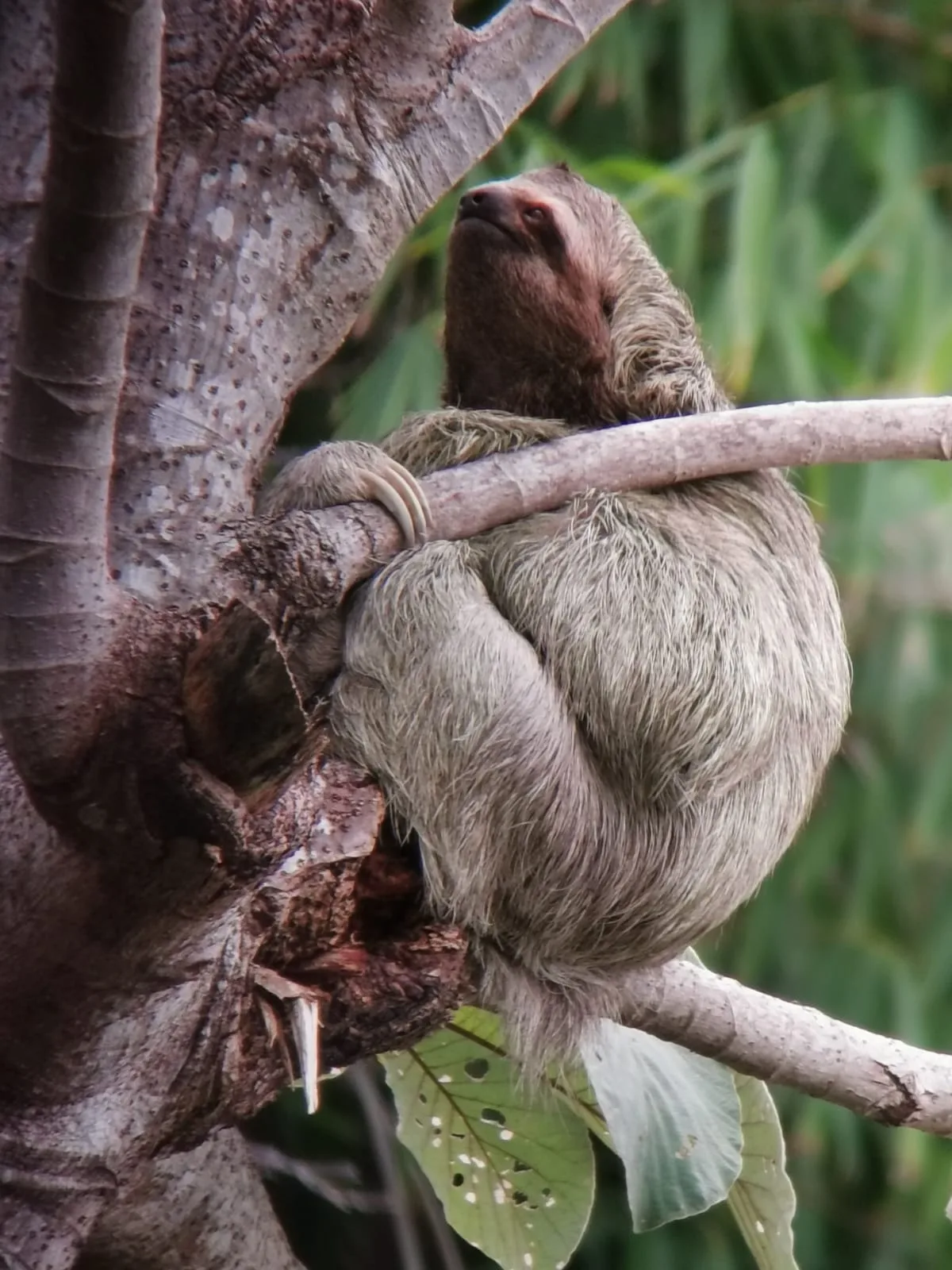 Three-toed sloth in the mangrove canopy on a Damas Island tour near Manuel Antonio, Costa Rica