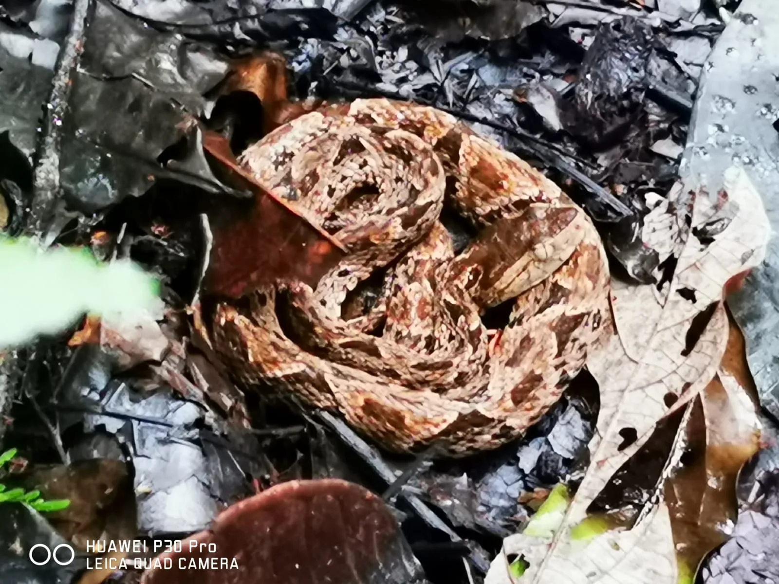 Snake in the mangrove canopy on a guided boat tour near Manuel Antonio, Costa Rica