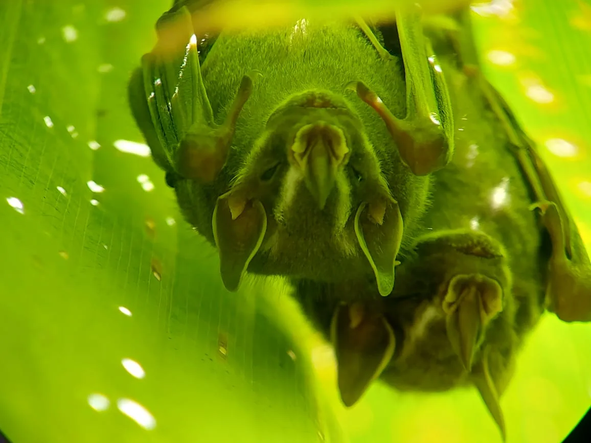 Greater spear-nosed bats roosting during a Manuel Antonio mangrove tour, Damas Island