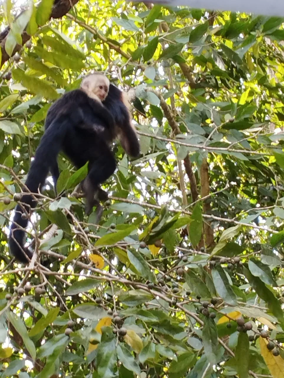 Capuchin monkey mother and child on a guided Damas Island mangrove tour near Manuel Antonio