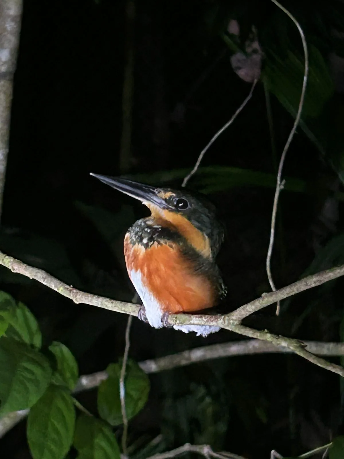 Amazon kingfisher perched on a branch at night on a Manuel Antonio night tour, Costa Rica
