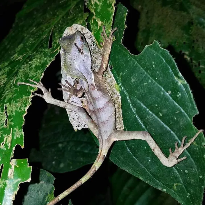 Anole lizard sleeping on a leaf spotted on a night walk in Manuel Antonio National Park