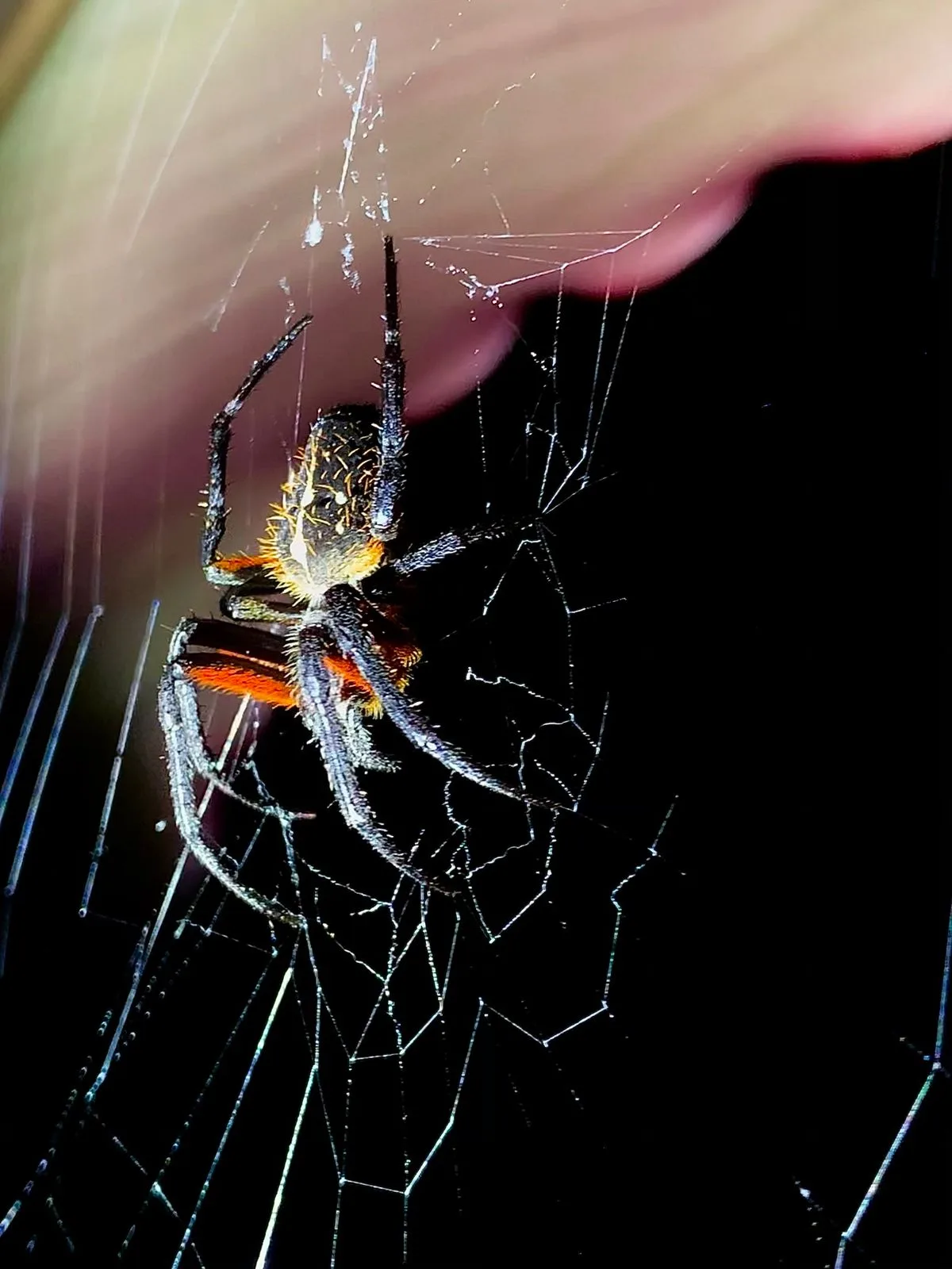 Black and orange orb weaver spider on its web on a guided night walk in Manuel Antonio
