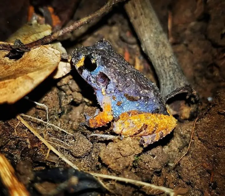 Blue purple orange rain frog on the ground on a Manuel Antonio night tour, Costa Rica