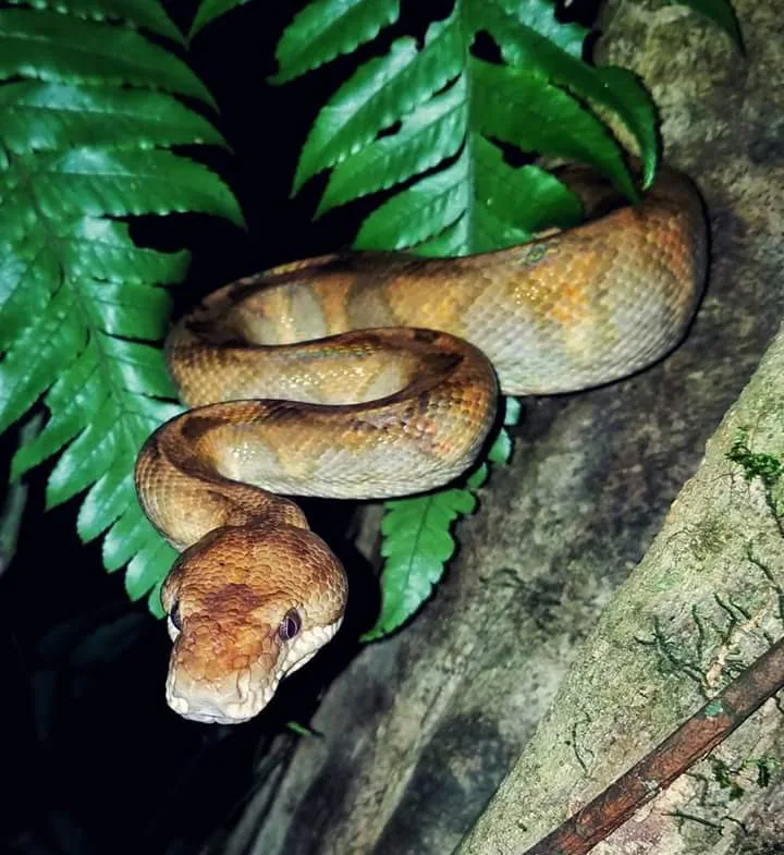 Boa constrictor resting in a fern tree on a night tour in Manuel Antonio National Park