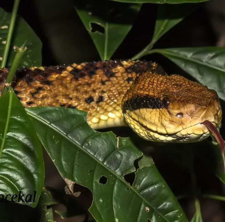 Brown cat-eyed snake flicking tongue during a Manuel Antonio National Park night tour