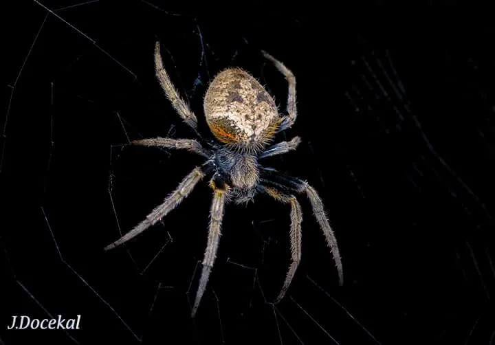 Brown orb weaver spider on its web spotted on a Manuel Antonio night tour