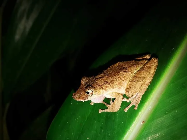 Brown tree frog on a green leaf spotted on a Manuel Antonio night tour, Costa Rica