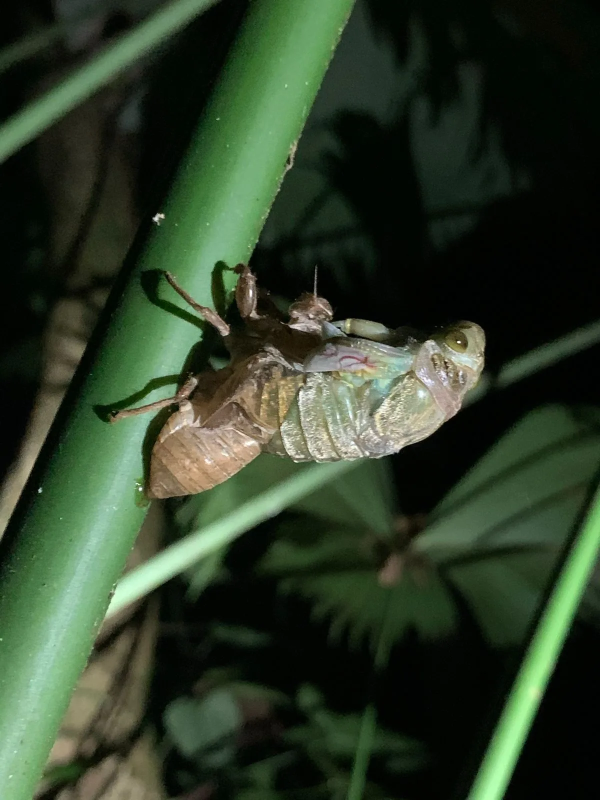 Cicada molting and emerging from its exoskeleton on a Manuel Antonio night tour, Costa Rica