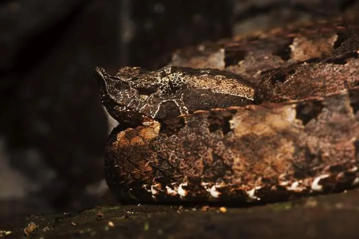 Fer-de-lance snake close-up spotted on a guided night tour in Manuel Antonio National Park