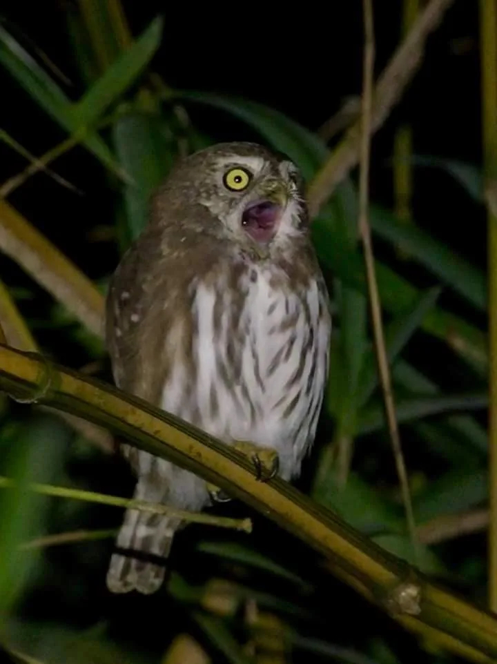 Ferruginous pygmy owl calling with mouth open on a guided night tour in Manuel Antonio