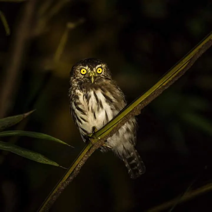 Ferruginous pygmy owl with yellow eyes spotted on a Manuel Antonio National Park night walk