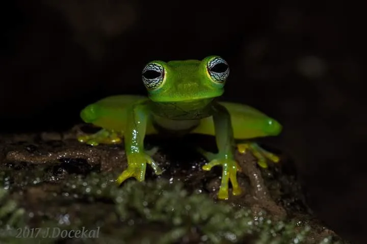 Glass frog close-up spotted on a guided night tour in Manuel Antonio National Park