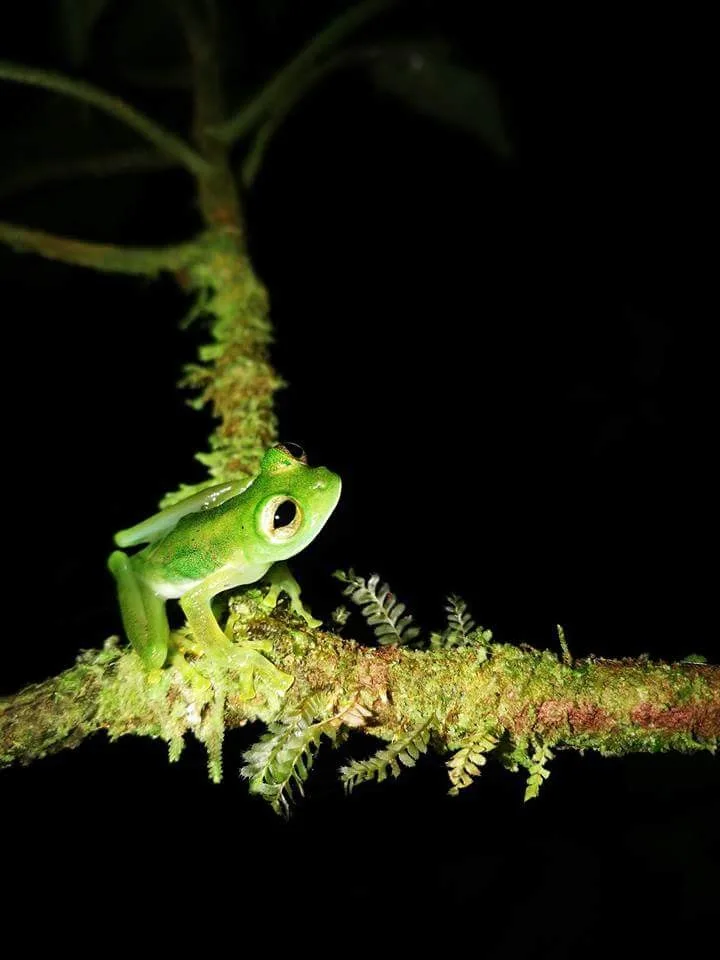 Glass frog on a mossy branch on a Manuel Antonio night tour, Costa Rica