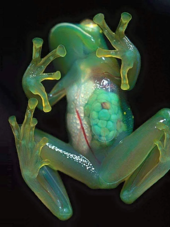 Glass frog with transparent belly showing organs and eggs on a Manuel Antonio night walk