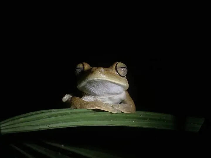 Golden brown tree frog on a palm leaf spotted on a guided night walk in Manuel Antonio