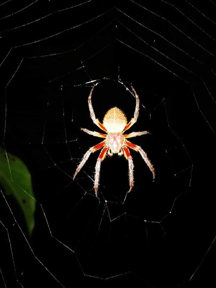 Golden orb weaver spider on its web on a night tour in Manuel Antonio, Costa Rica