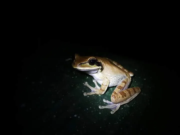 Golden tree frog on a dark surface on a Manuel Antonio National Park night tour