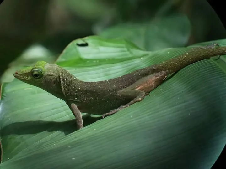 Green anole lizard on a large leaf on a guided night tour in Manuel Antonio, Costa Rica