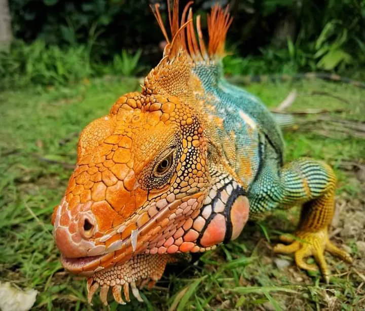 Male green iguana in orange and blue breeding colors on a Manuel Antonio night walk