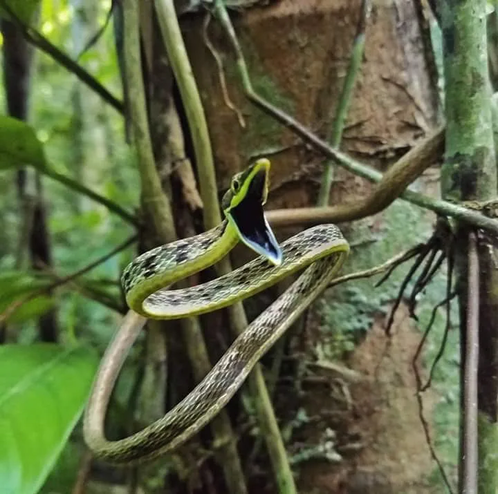 Green parrot snake with open mouth on a Manuel Antonio night walk, Costa Rica