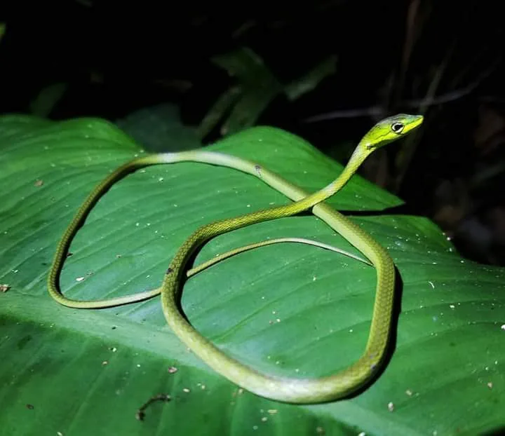 Green vine snake on a large leaf spotted on a night tour in Manuel Antonio, Costa Rica