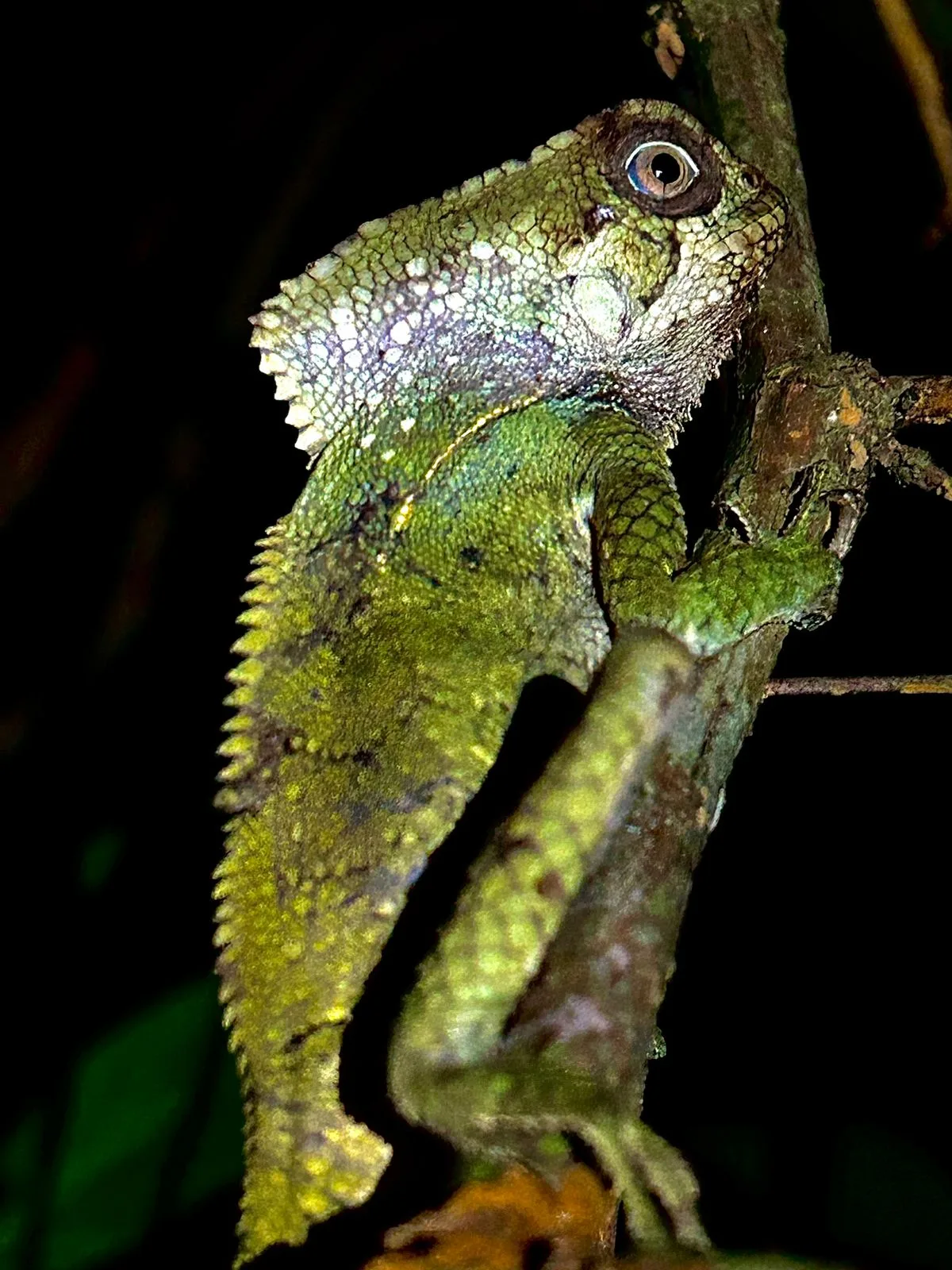 Helmeted basilisk lizard close-up on a branch on a Manuel Antonio night tour