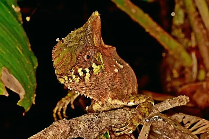 Helmeted basilisk lizard on a branch spotted on a night walk in Manuel Antonio National Park