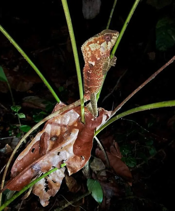 Helmeted basilisk lizard on dead leaves on a Manuel Antonio night tour, Costa Rica