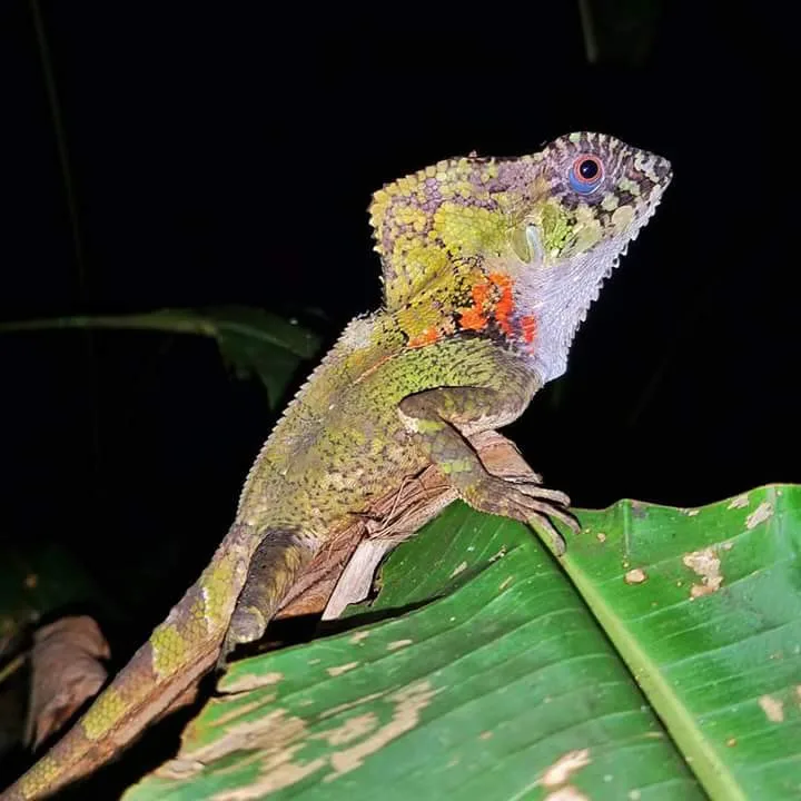 Helmeted iguana with orange dewlap on a leaf on a guided night tour in Manuel Antonio