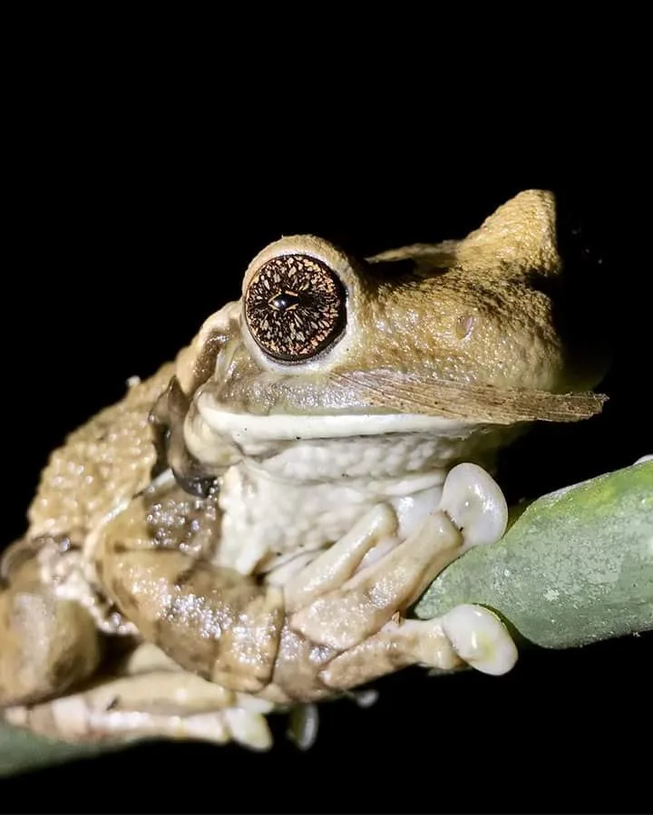 Horned tree frog face macro on a night walk in Manuel Antonio National Park