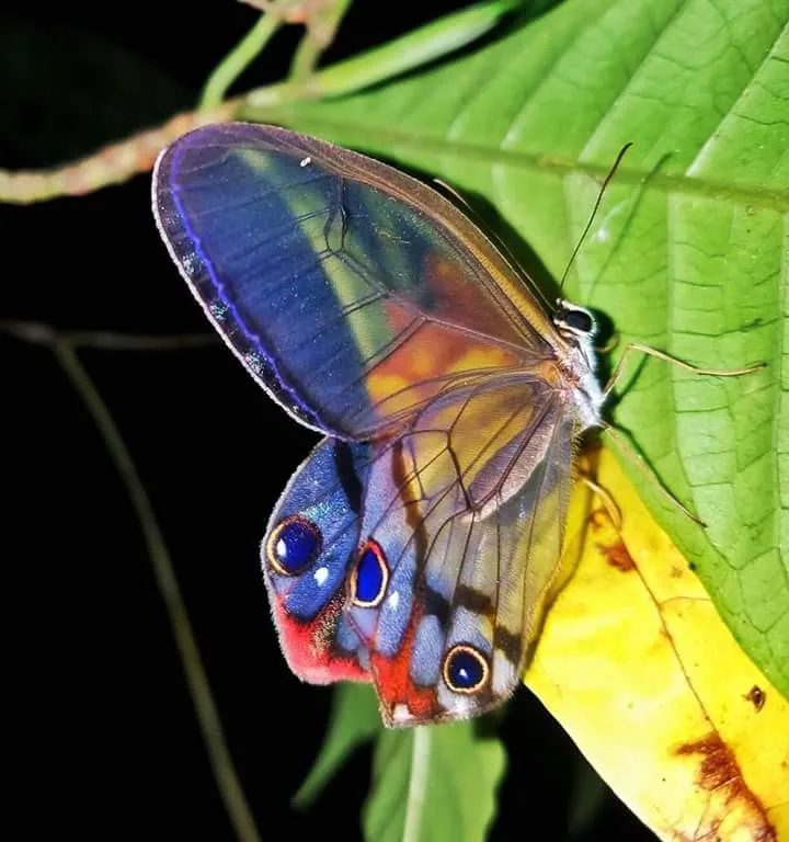 Iridescent blue and red tropical butterfly on a leaf on a Manuel Antonio night walk