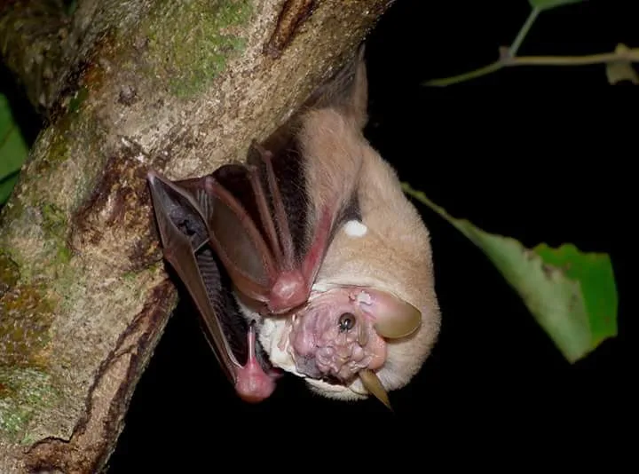 Large fruit bat eating while hanging from a branch on a Manuel Antonio night tour