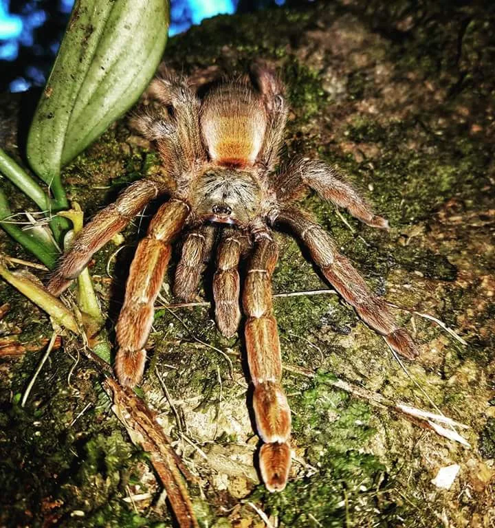 Large tarantula on a rock spotted on a night walk in Manuel Antonio National Park
