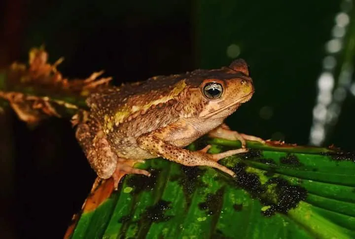 Marine toad on a palm leaf on a guided night tour in Manuel Antonio National Park