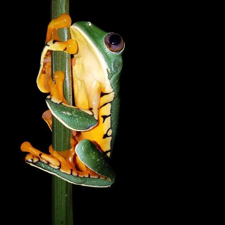 Orange-bellied tree frog on a green stem spotted on a night tour in Manuel Antonio