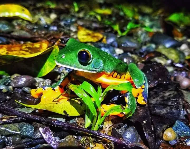 Orange-bellied tree frog on river rocks on a Manuel Antonio night walk, Costa Rica