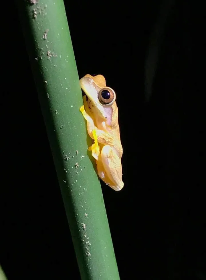 Orange peach tree frog on a stem on a guided night tour in Manuel Antonio National Park