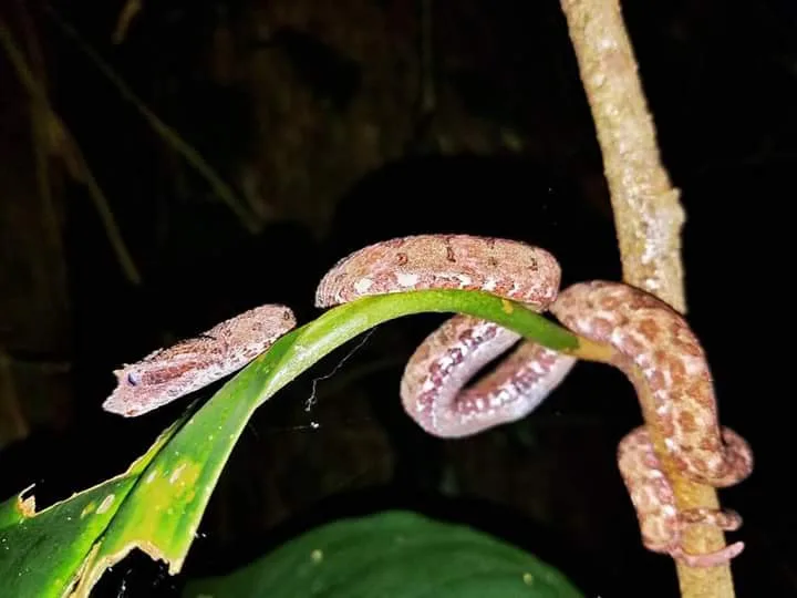 Pink eyelash pit viper coiled on a leaf on a Manuel Antonio National Park night tour