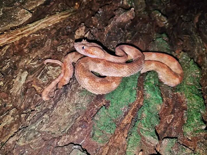 Pink eyelash pit viper on tree bark spotted on a guided night walk in Manuel Antonio