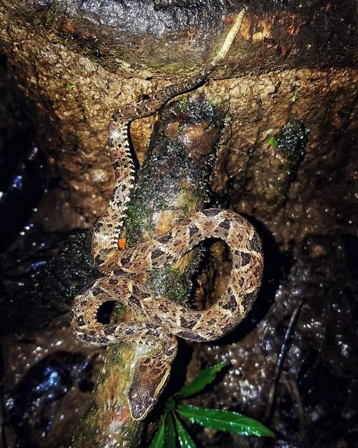 Pit viper coiled on a mossy log on a guided night walk in Manuel Antonio, Costa Rica