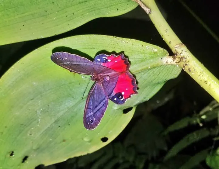 Red and black butterfly on a green leaf spotted on a night tour in Manuel Antonio