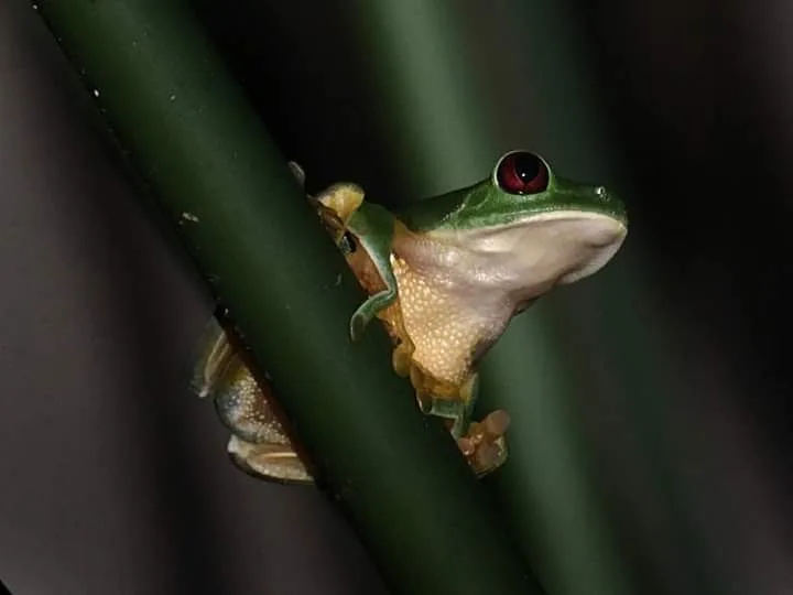 Red-eyed tree frog between stems on a guided night tour in Manuel Antonio, Costa Rica