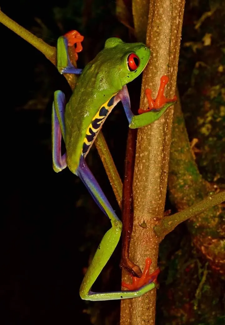 Red-eyed tree frog climbing a branch on a night tour in Manuel Antonio National Park