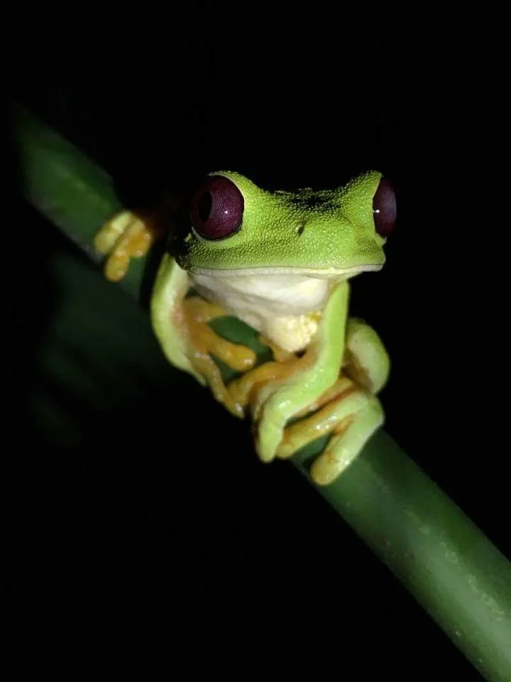 Red-eyed tree frog face macro on a Manuel Antonio night tour