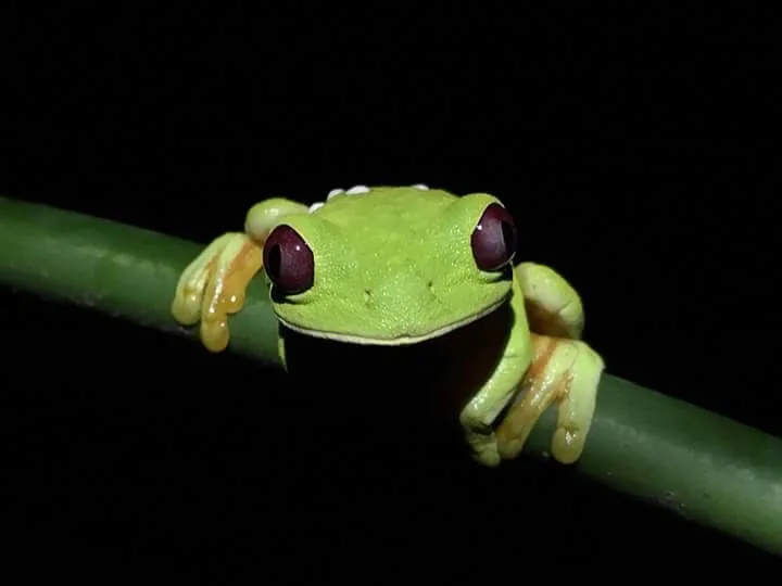 Red-eyed tree frog close-up on a Manuel Antonio National Park night tour, Costa Rica