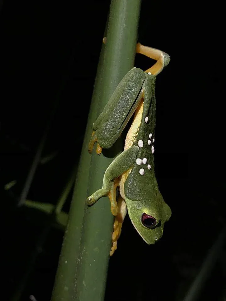 Red-eyed tree frog hanging upside down spotted on a night walk in Manuel Antonio