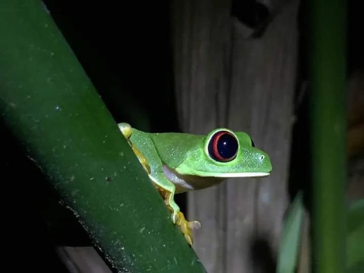 Red-eyed tree frog peeking between stems on a Manuel Antonio National Park night tour