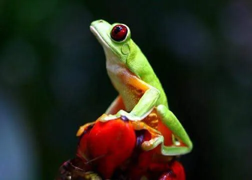 Red-eyed tree frog on a red heliconia flower spotted during a Manuel Antonio night walk